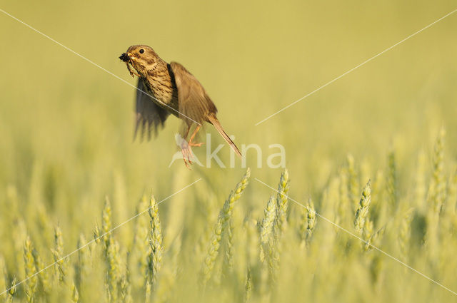 Grauwe Gors (Miliaria calandra)