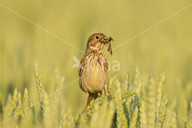 Grauwe Gors (Miliaria calandra)