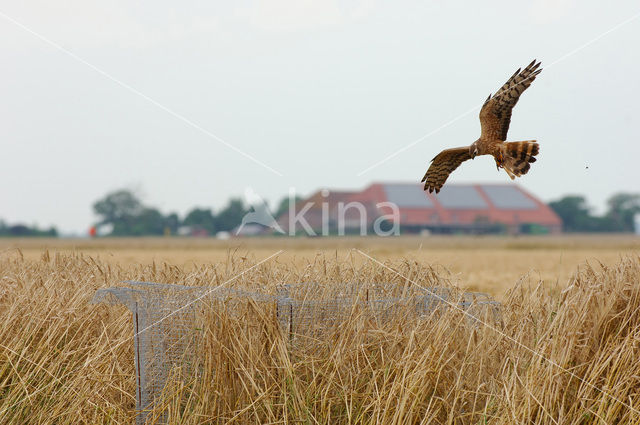 Montagu’s Harrier (Circus pygargus)