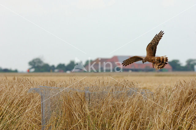 Montagu’s Harrier (Circus pygargus)