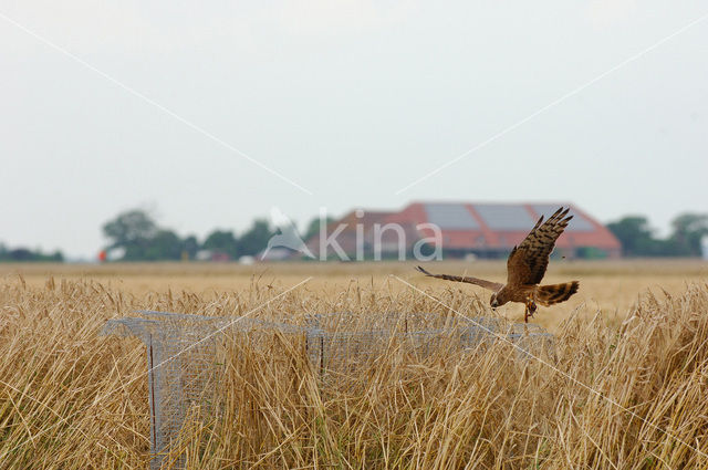 Montagu’s Harrier (Circus pygargus)