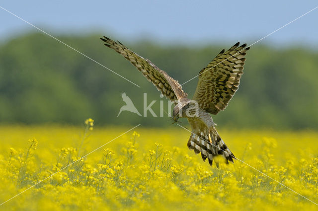 Montagu’s Harrier (Circus pygargus)