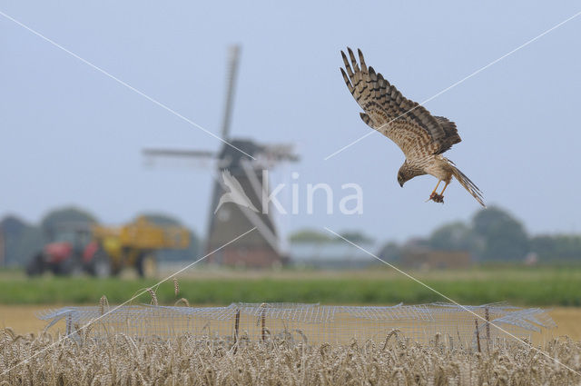 Montagu’s Harrier (Circus pygargus)