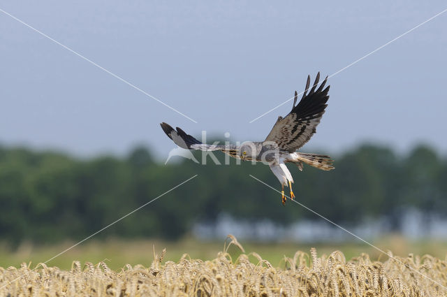 Montagu’s Harrier (Circus pygargus)