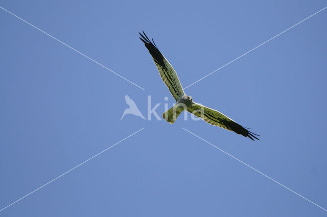 Montagu’s Harrier (Circus pygargus)