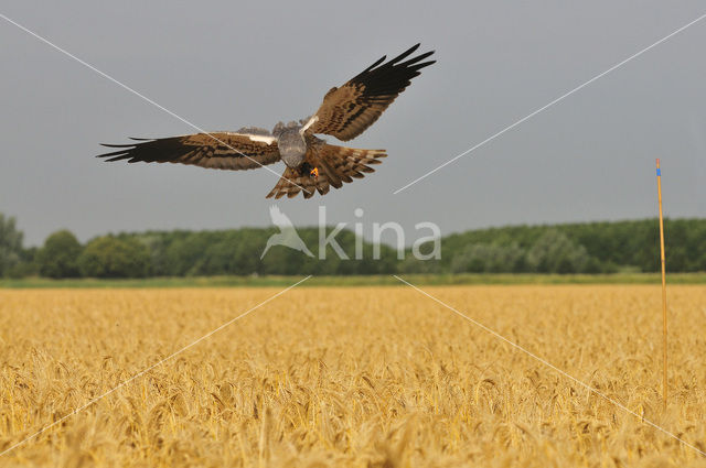 Montagu’s Harrier (Circus pygargus)