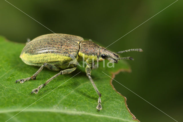 Chlorophanus viridis