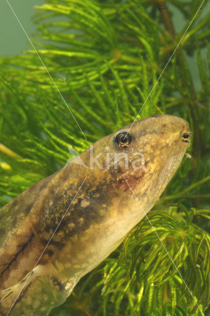 green frog (Rana esculenta