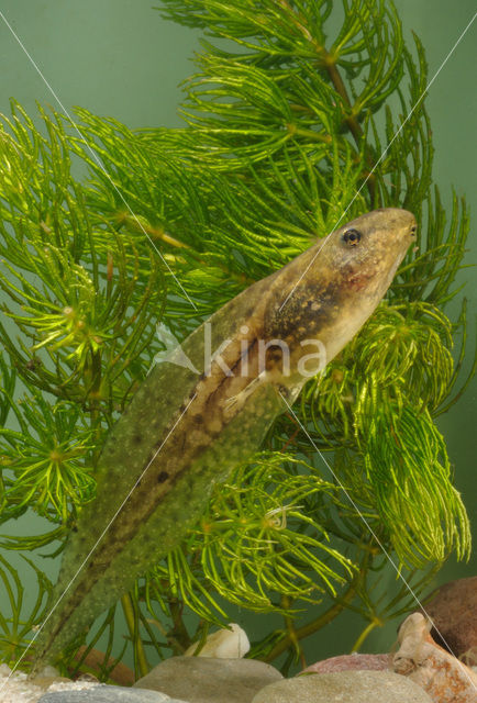 green frog (Rana esculenta