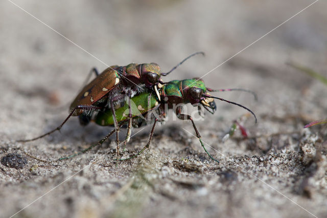 Groene zandloopkever (Cicindela campestris)