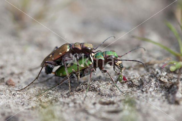 Groene zandloopkever (Cicindela campestris)