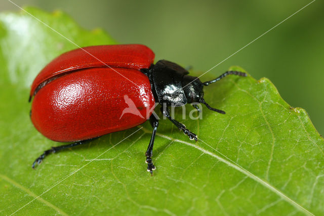 poplar leaf beetle (Chrysomela populi)