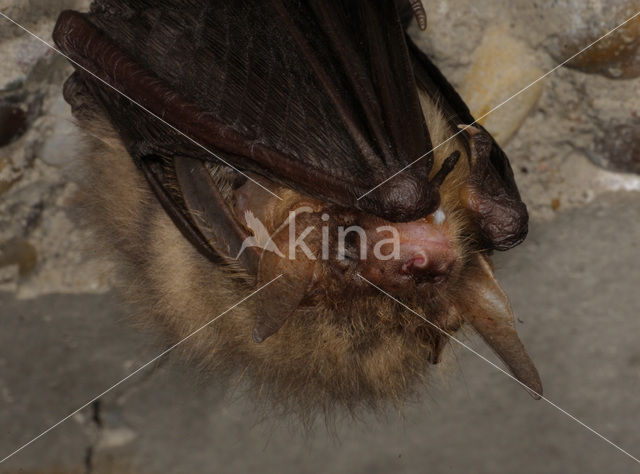 brown big-eared bat (Plecotus auritus)