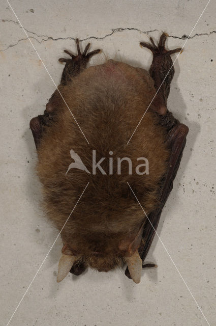 brown big-eared bat (Plecotus auritus)