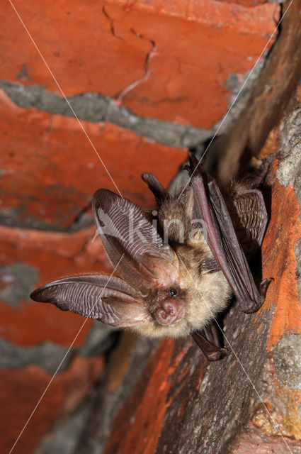 brown big-eared bat (Plecotus auritus)