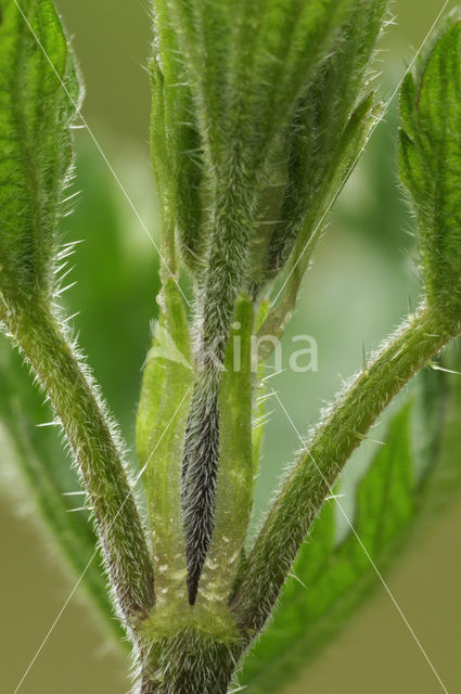 Stinging Nettle (Urtica dioica)