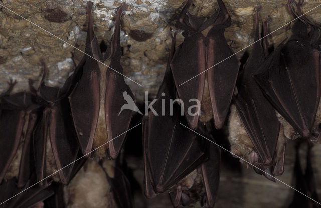 Greater Horseshoe Bat (Rhinolophus ferrumequinum)