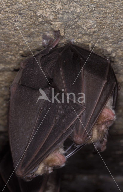 Grote hoefijzerneus (Rhinolophus ferrumequinum)