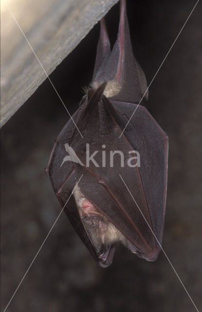 Greater Horseshoe Bat (Rhinolophus ferrumequinum)