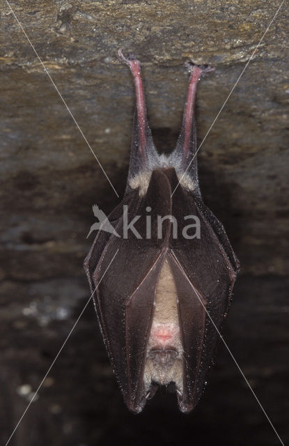 Grote hoefijzerneus (Rhinolophus ferrumequinum)