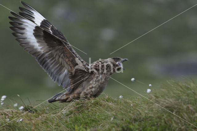 Grote Jager (Stercorarius skua)