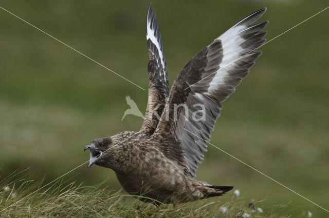 Grote Jager (Stercorarius skua)