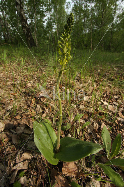 Common Twayblade (Neottia ovata