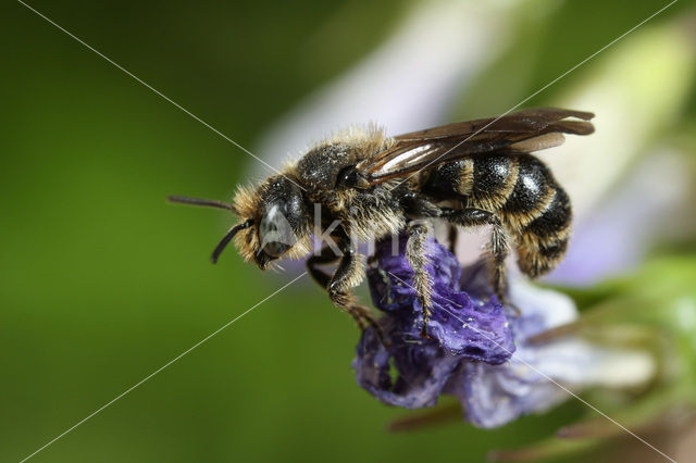 Grote klokjesbij (Chelostoma rapunculi)