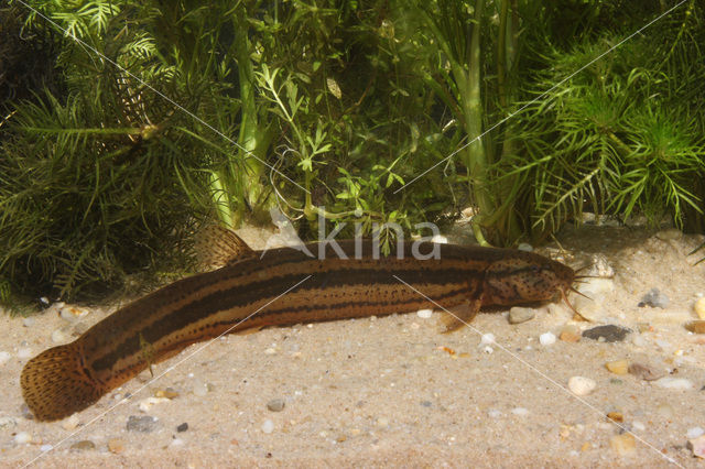 Weatherfish (Misgurnus fossilis)