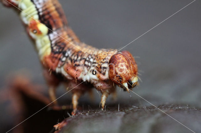 Mottled Umber (Erannis defoliaria)