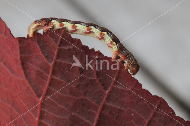 Grote wintervlinder (Erannis defoliaria)