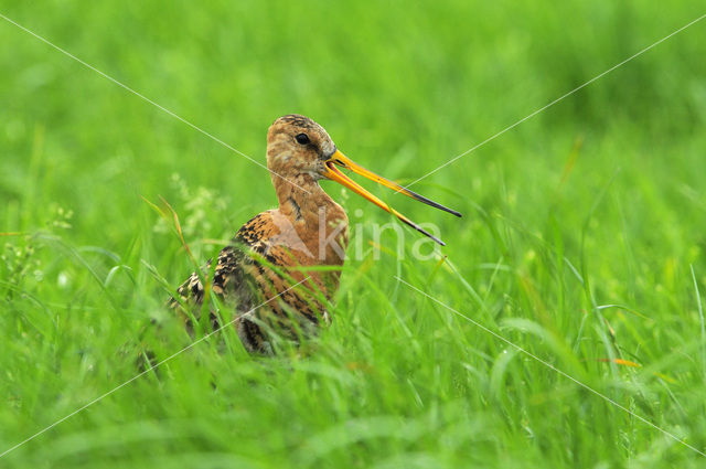 Grutto (Limosa limosa)