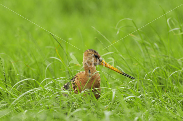 Black-tailed Godwit (Limosa limosa)