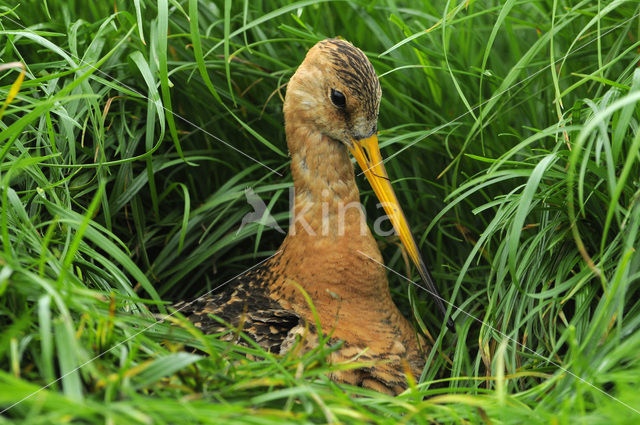 Black-tailed Godwit (Limosa limosa)