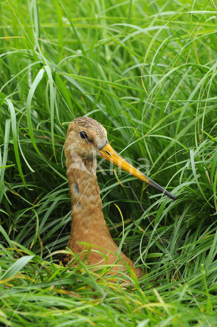 Black-tailed Godwit (Limosa limosa)