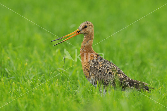 Black-tailed Godwit (Limosa limosa)