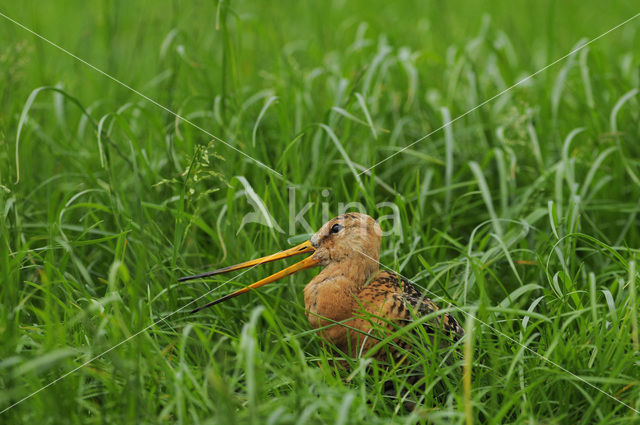 Grutto (Limosa limosa)