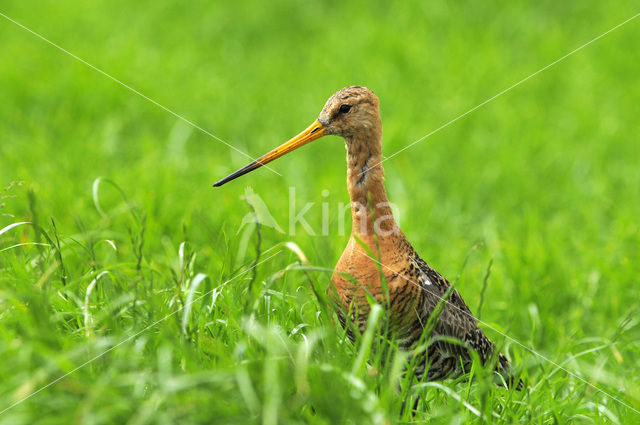 Black-tailed Godwit (Limosa limosa)