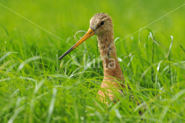 Black-tailed Godwit (Limosa limosa)