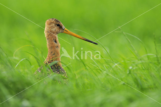 Black-tailed Godwit (Limosa limosa)