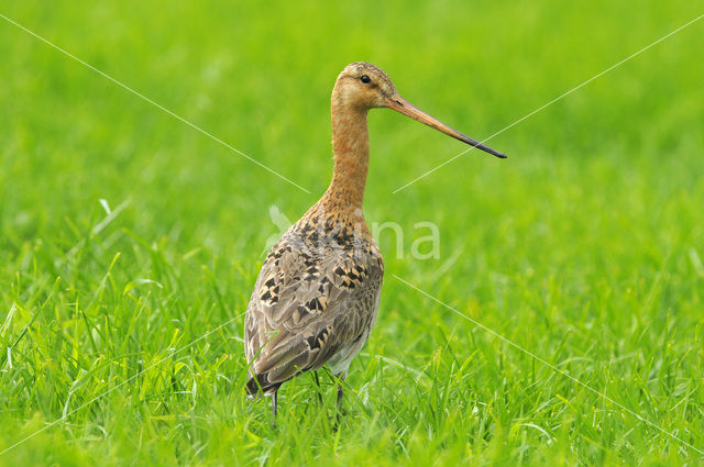 Black-tailed Godwit (Limosa limosa)