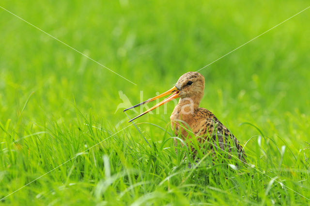 Black-tailed Godwit (Limosa limosa)