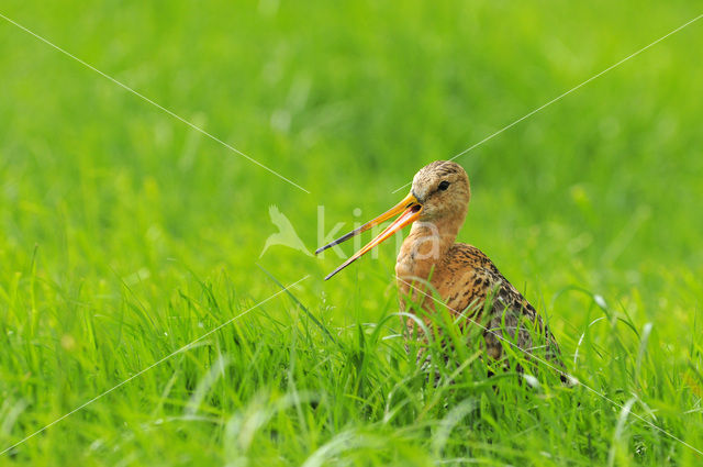 Black-tailed Godwit (Limosa limosa)