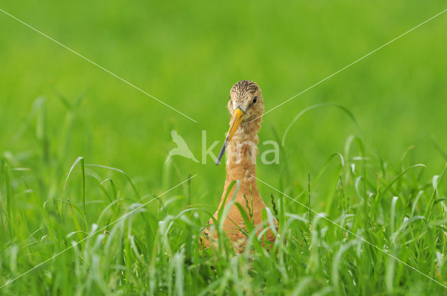 Black-tailed Godwit (Limosa limosa)