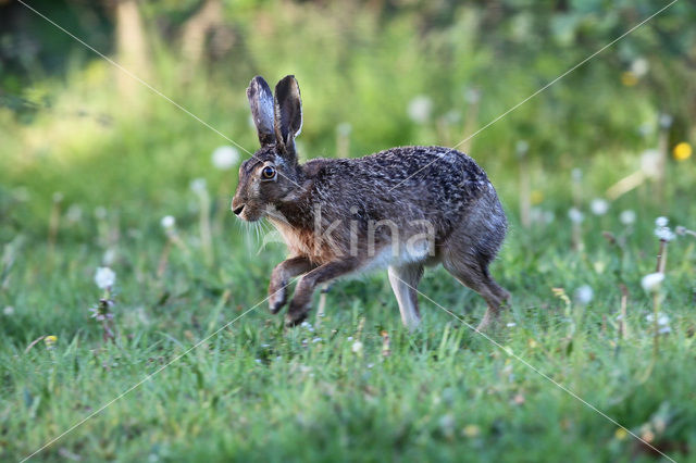 Brown Hare (Lepus europaeus)