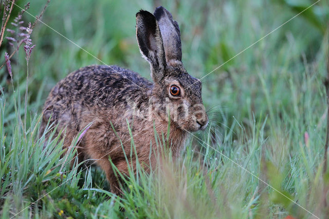 Brown Hare (Lepus europaeus)