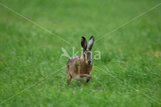 Haas (Lepus europaeus)