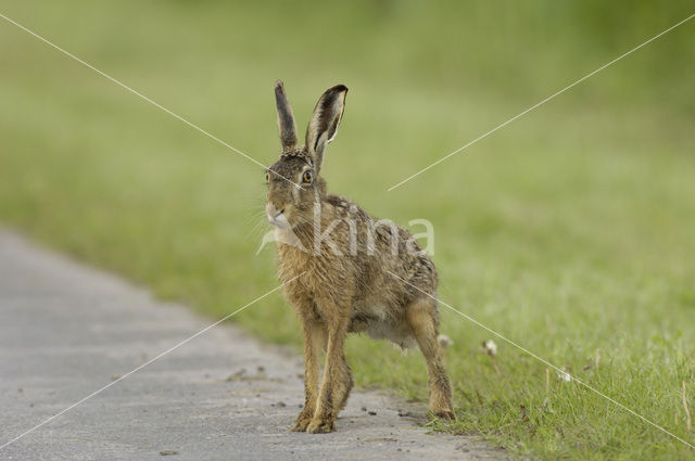 Brown Hare (Lepus europaeus)