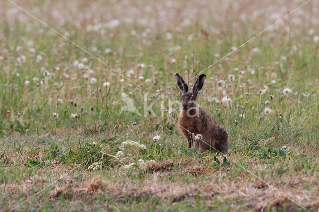 Haas (Lepus europaeus)