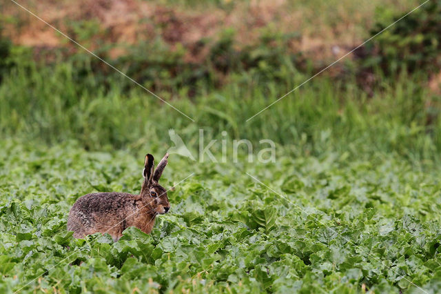 Brown Hare (Lepus europaeus)